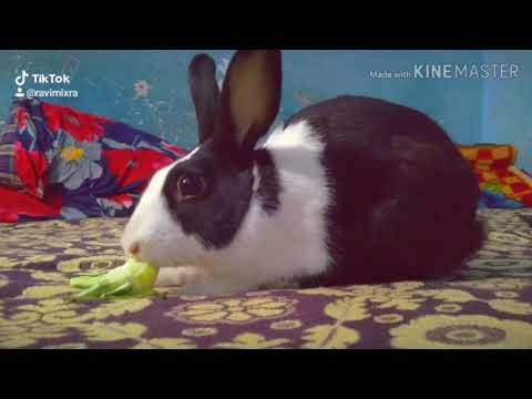 Cute white black rabbit | bunny