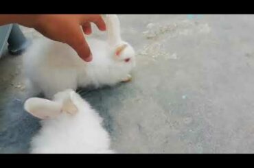 Giant angora rabbit bunnies