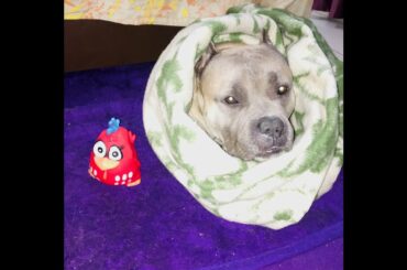 American Bully Angry Bird Squeaky Toy Reaction PSK PET MART Angry Bird Red Plastic Squeaky Dog Toy