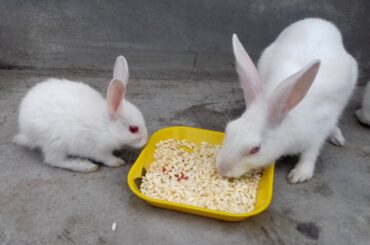 RABBIT FAMILY EATING ASMR।। CUTE ANIMAL ASMR