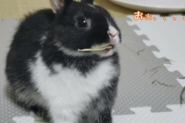 【ミニウサギぐりむ】うさぎの食事がかわいい【rabbit】