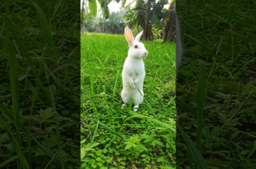 Cute bunny obeserve the situation