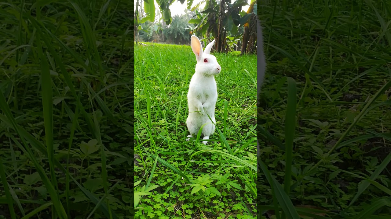 Cute bunny obeserve the situation