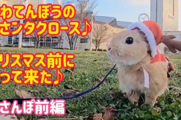 【うさぎ】慌てん坊のうサンタクロース♪うさんぽ前編【かわいい】Cute rabbit walk #61