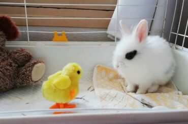 Conejo ataca a pollito, RABBIT ATTACK, CUTE BUNNY, FUNNY RABBIT. 🐰🐇🐤