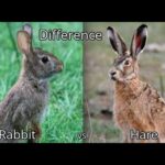 Difference Between a Bunny, a Rabbit and a Hare