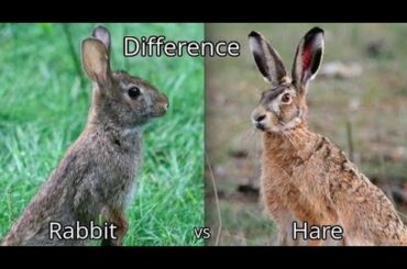 Difference Between a Bunny, a Rabbit and a Hare