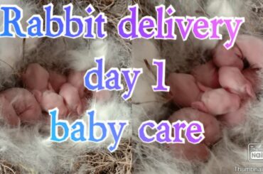 Rabbit delivery and baby care/ మన ఇంట్లో కుందేలు డెలివరీ అయ్యింది పిల్లల్ని చూద్దాం