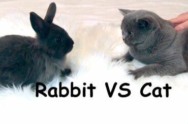 Cat VS Rabbit First Reaction A New Pet in Our Home! Funny Cats ASMR