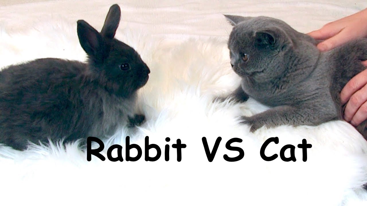 Cat VS Rabbit First Reaction A New Pet in Our Home! Funny Cats ASMR