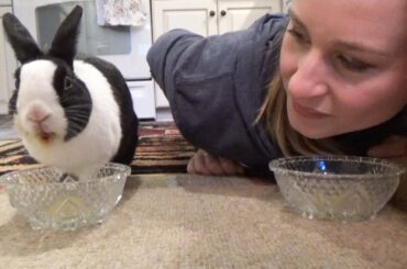 Rabbit vs human speed drinking contest!