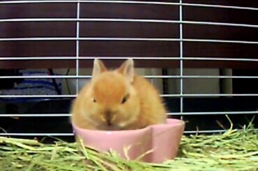 Cute Bunny Rabbit Now Eating!!Netherland Dwarf