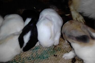 My dutch Rabbit Gave birth to 5 cute babies.....