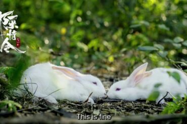 [ENG SUB] MDSZ Mo Dao Zu Shi Audio Drama Special: Lan Wangji raising rabbits