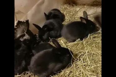 California and Zealand rabbits