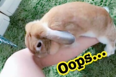 PG18: I TRIED TO STOP HER: bunny cutest skill