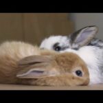 10 minutes of very important bunny footage