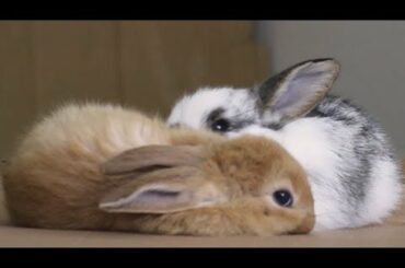 10 minutes of very important bunny footage