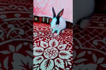 Cute rabbit🐇🐇🐇🐇🐇