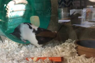 Cute Oreo Drinking Water 💧(For Kiki the bunny and Sophia)