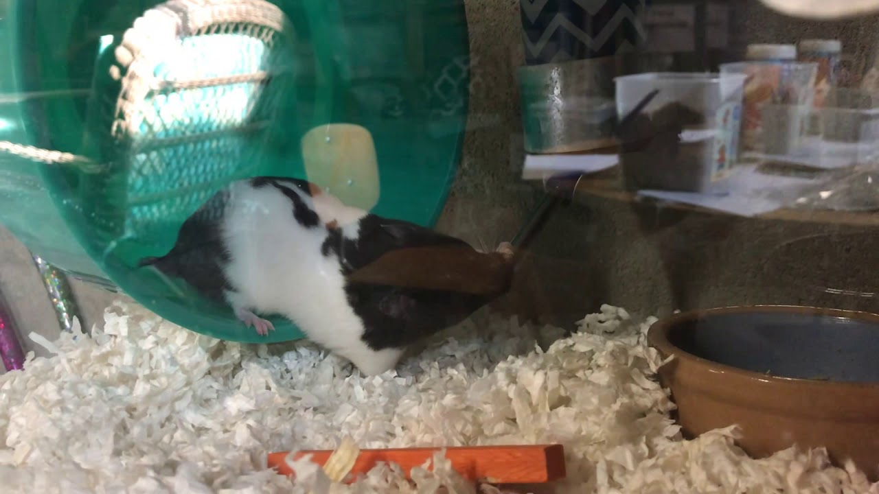 Cute Oreo Drinking Water 💧(For Kiki the bunny and Sophia)
