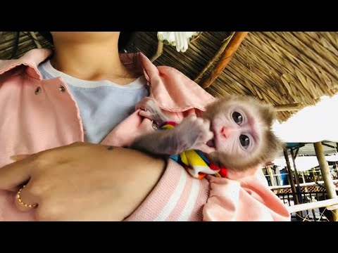 Monkey baby Boni visits Seafood part 2