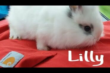 you can see very beautiful rabbits in this video.
