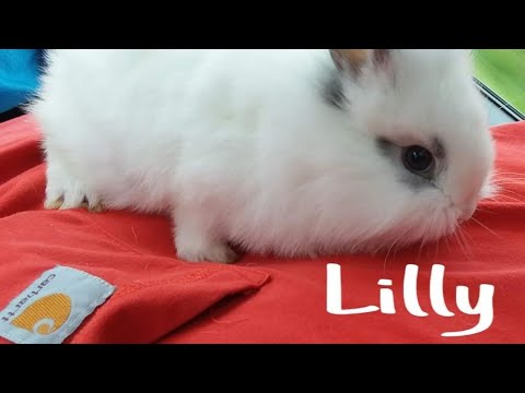 you can see very beautiful rabbits in this video.