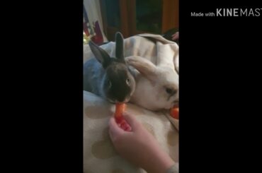 My rabbits eat so loud 🐰
