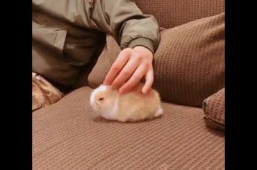 اجمل ارنب صغير وكيوت 😍The most beautiful little rabbit and cute