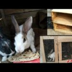 Make A Beautiful Rabbit Home || Make Home Easy Trick. || Rabbit house