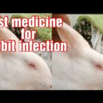 Rabbit care and medicine
