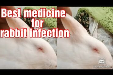 Rabbit care and medicine