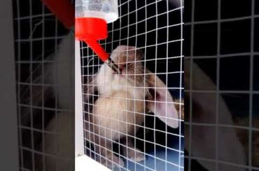 ASMR cute bunny drinking