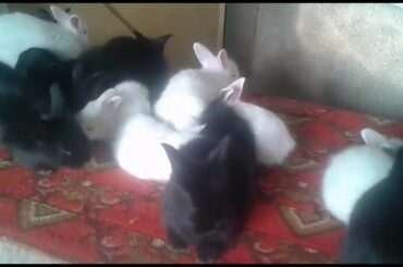 English angora + lion head angora Rabbits bunnies