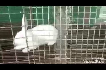 Archana. Sree. Rabbit. Farm. Poothukal. Malappuram. (Dt). Kaerla... Cont. No. 9846596124