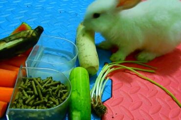 Adorable baby rabbit like to eat natural food, Rubby and Rubbean like cucumber and carrot