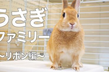 我が家のうさぎ紹介！〜リボン編〜　お迎えから出産、子育てまで【Rabbit introduction of my family!  ~Ribbon episode~ 】#86