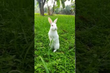 Cute bunny observing