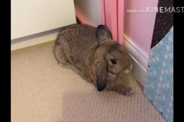 My bunny 🐰 -(is really cute)