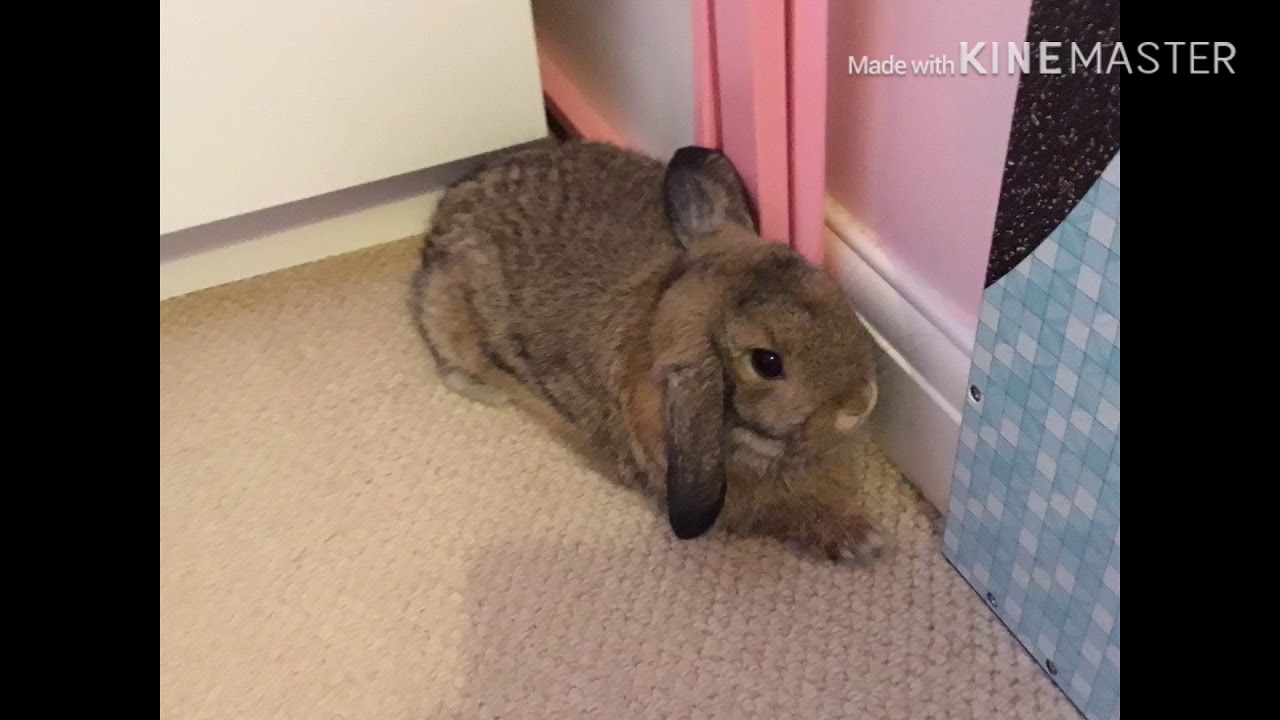 My bunny 🐰 -(is really cute)