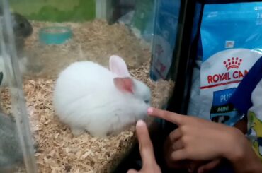 Binili namin ang cute na Rabbit
