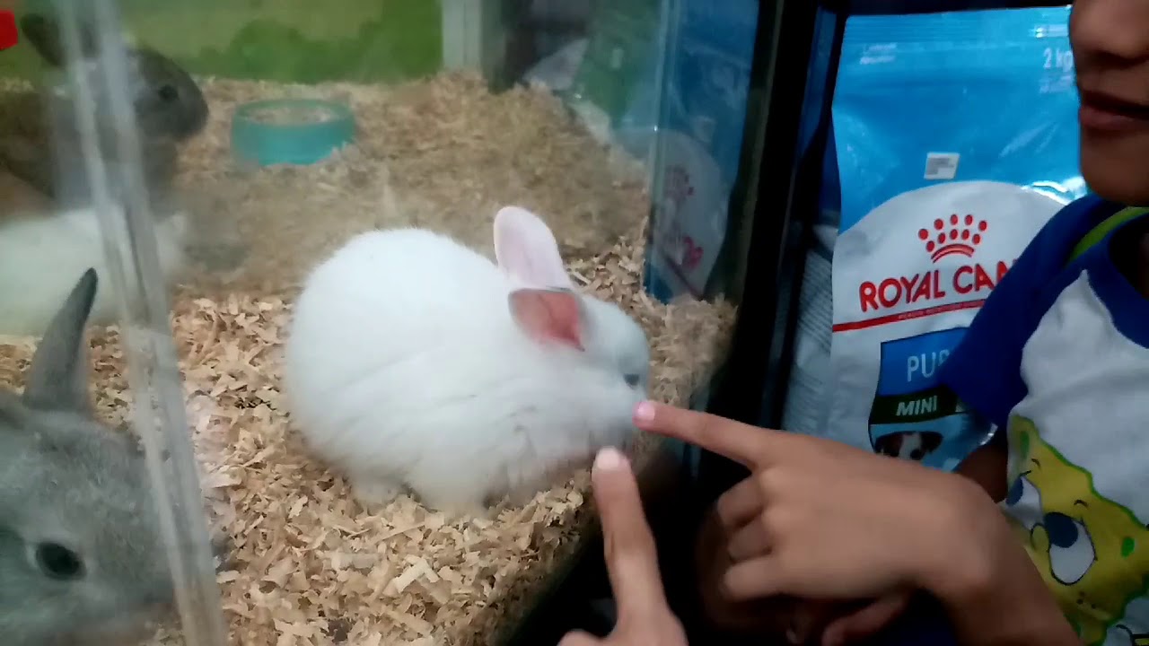Binili namin ang cute na Rabbit