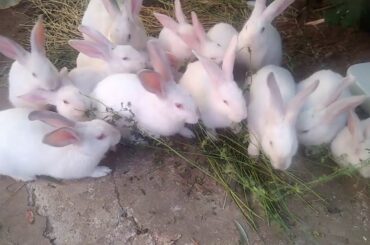 Cute albino Bunnies eating