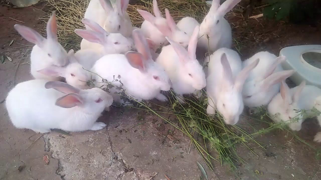 Cute albino Bunnies eating