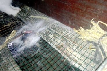 cute rabbit eats her own baby