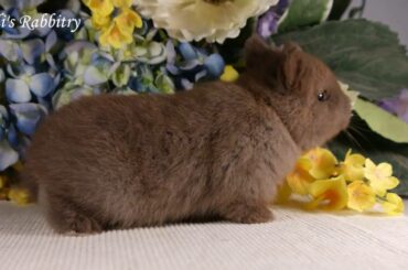 cute choclate netherland dwarf baby bunny