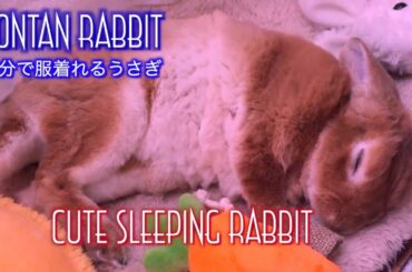 Cute Sleeping Rabbit｜可愛い姿で寝ているうさぎ #067