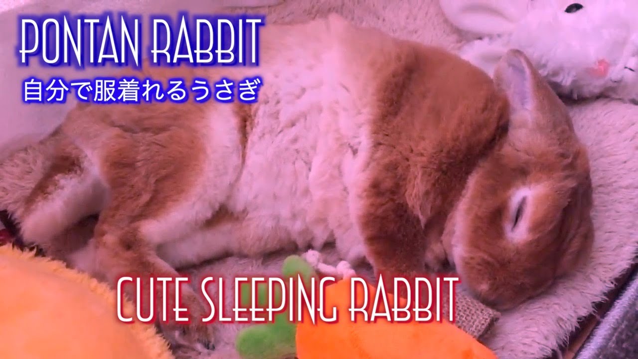 Cute Sleeping Rabbit｜可愛い姿で寝ているうさぎ #067