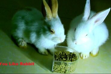 Just wake up rabbit come to get food,Rabbit eating food like dog, You Like Rabbit 01
